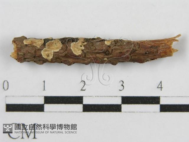 登錄號:F0017833藏品圖，第4張