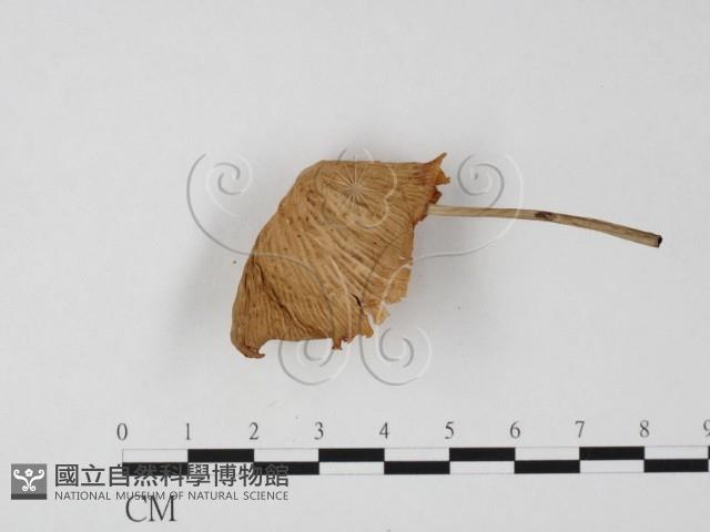 登錄號:F0025833藏品圖，第4張