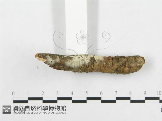 登錄號:F0013833藏品圖，第4張