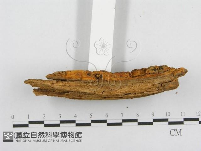館號:F0000933藏品圖，第4張