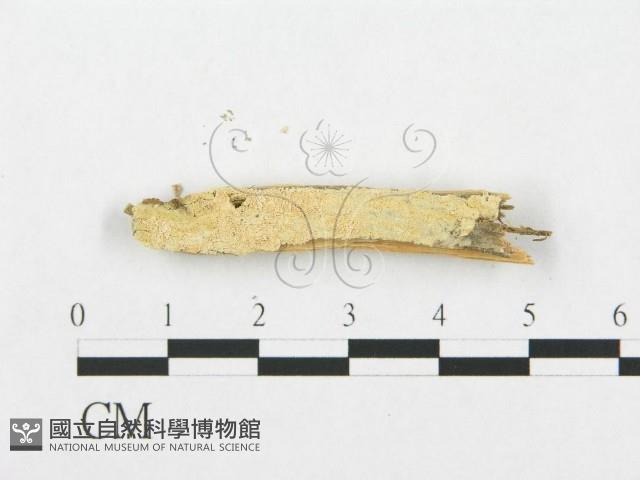 登錄號:F0019933藏品圖，第4張