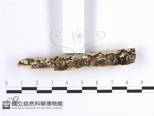 登錄號:F0001633藏品圖，第4張