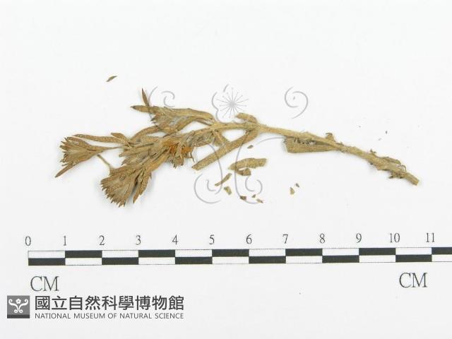 登錄號:F0011633藏品圖，第4張
