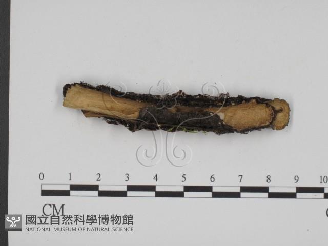 登錄號:F0022633藏品圖，第4張