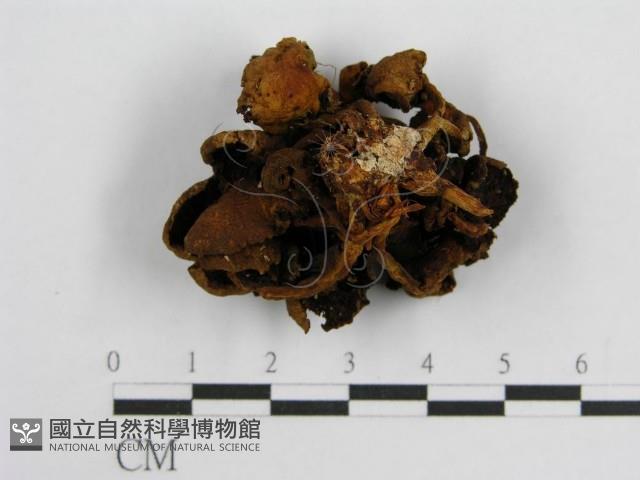 登錄號:F0002633藏品圖，第4張