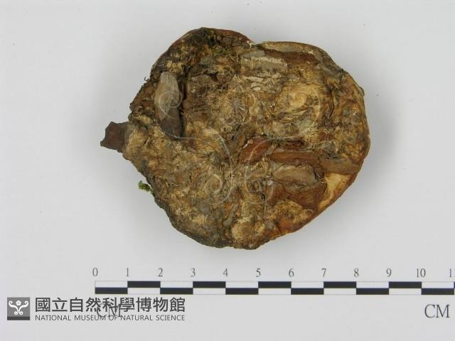 松生擬層孔菌藏品圖，第4張