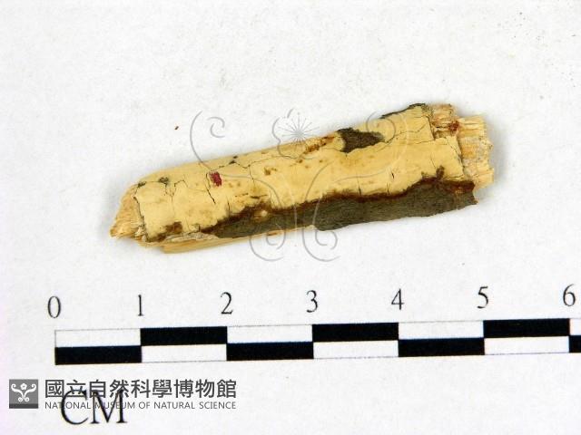 登錄號:F0000433藏品圖，第1張