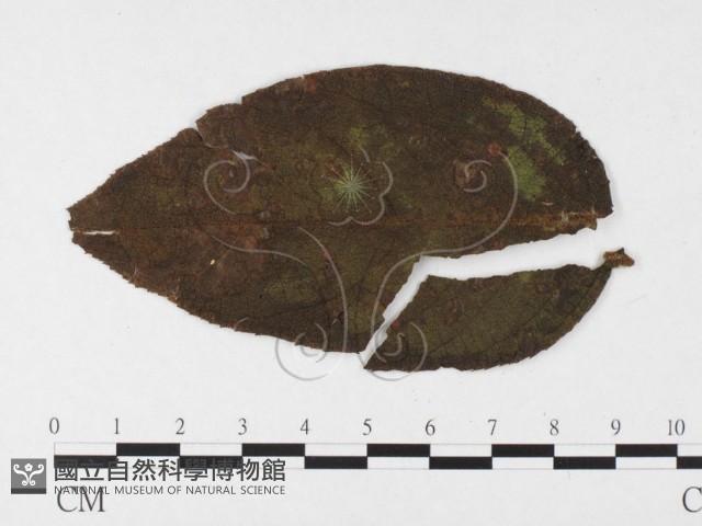 登錄號:F0026433藏品圖，第4張