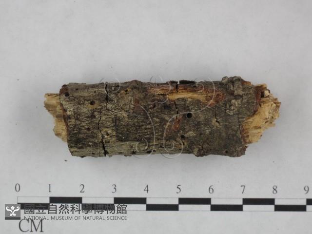 登錄號:F0021733藏品圖，第4張