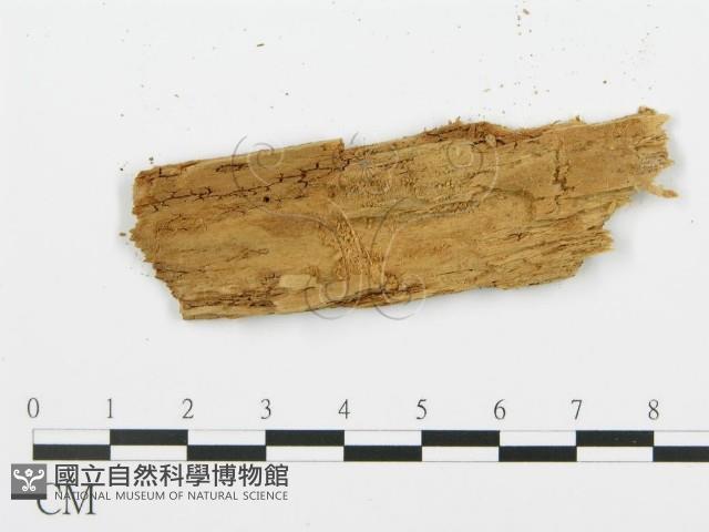 登錄號:F0015733藏品圖，第4張