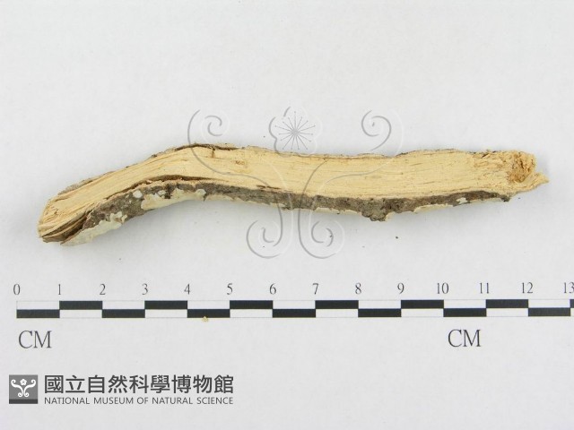 革墊菌屬藏品圖，第4張