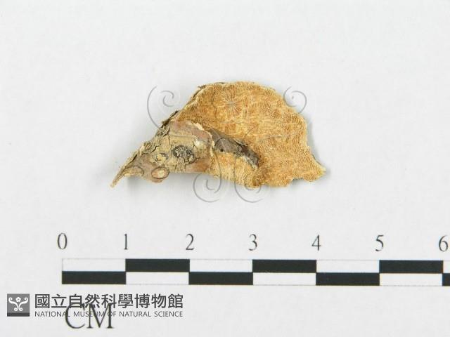 登錄號:F0017533藏品圖，第4張