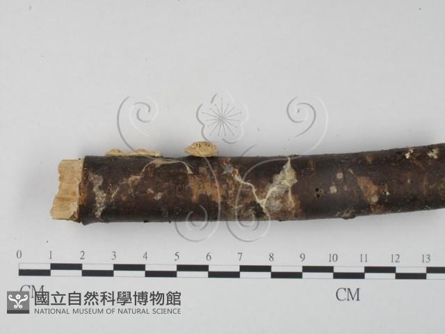 栓菌屬藏品圖，第4張