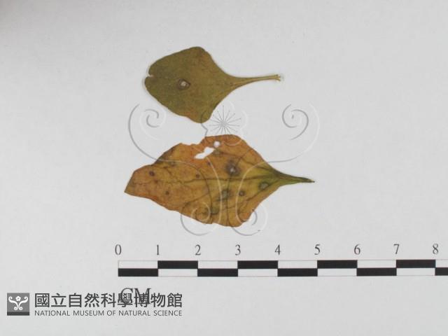 登錄號:F0026333藏品圖，第4張