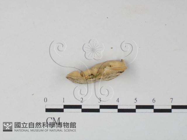 雲芝藏品圖，第4張