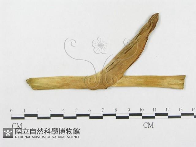 登錄號:F0019333藏品圖，第4張
