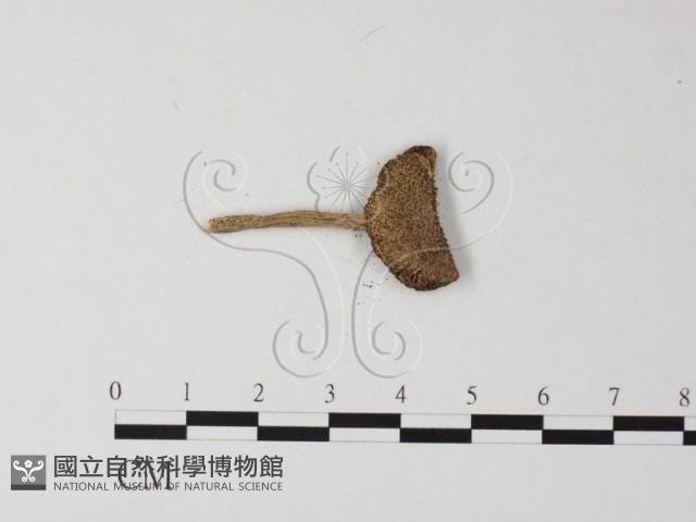 登錄號:F0014273藏品圖，第4張