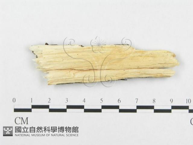 登錄號:F0017273藏品圖，第4張