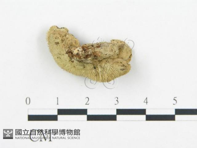登錄號:F0018873藏品圖，第4張