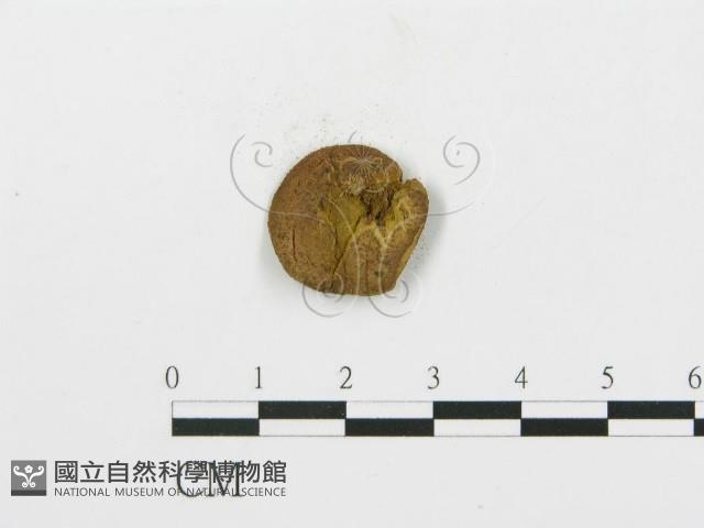 登錄號:F0001873藏品圖，第4張