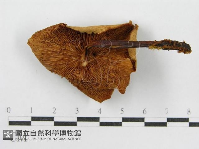登錄號:F0004873藏品圖，第4張