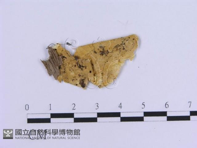 登錄號:F0017873藏品圖，第4張