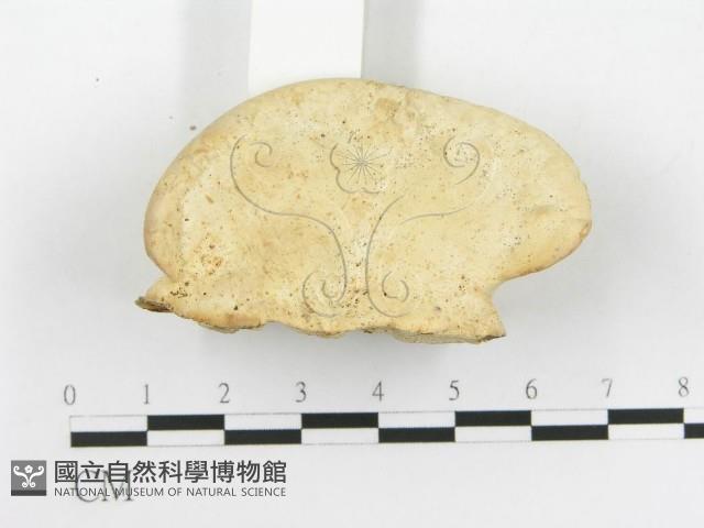 登錄號:F0020473藏品圖，第4張