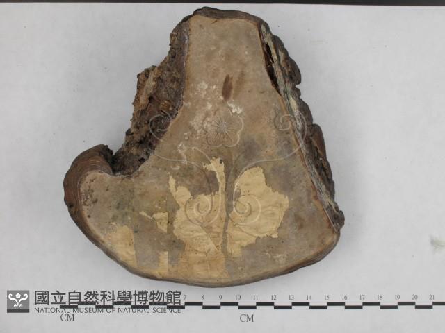 登錄號:F0014473藏品圖，第4張