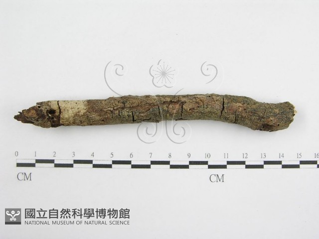 登錄號:F0007473藏品圖，第4張