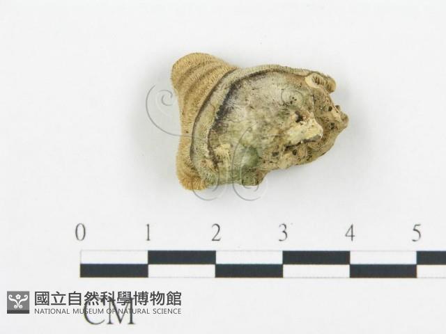 登錄號:F0018773藏品圖，第4張