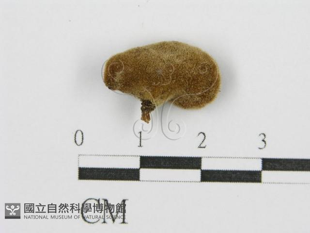 毛木耳藏品圖，第4張