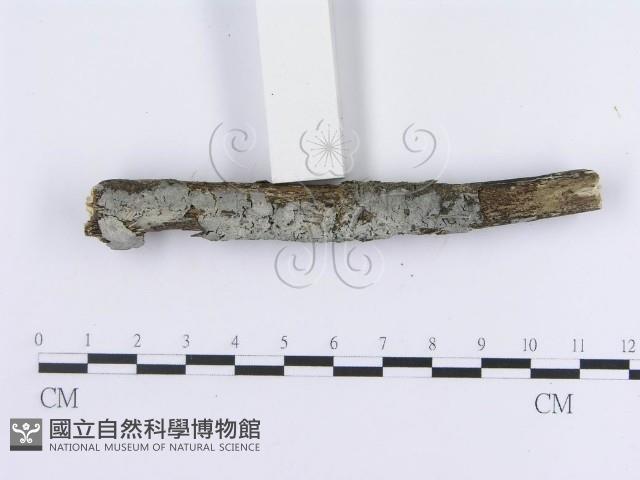 登錄號:F0012773藏品圖，第4張
