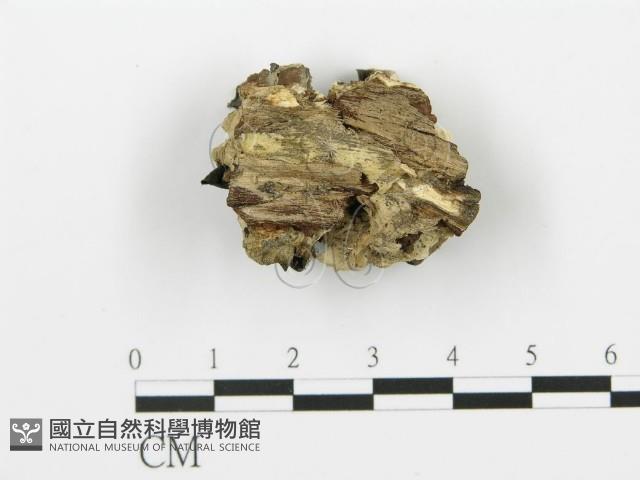 煙管菌藏品圖，第4張
