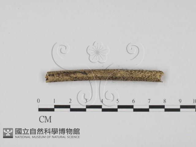 登錄號:F0020173藏品圖，第4張