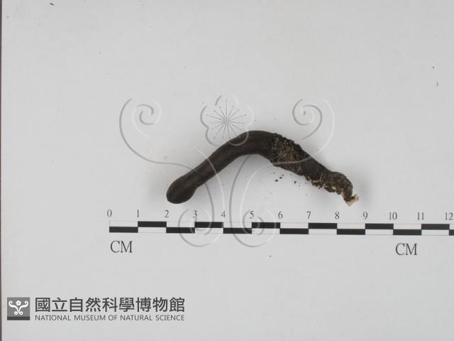 登錄號:F0010173藏品圖，第4張