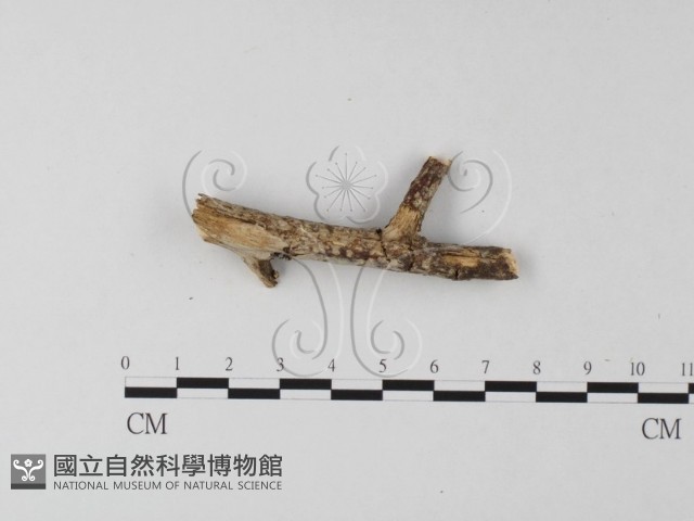 登錄號:F0004173藏品圖，第1張