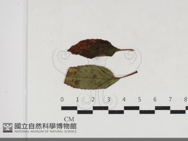 登錄號:F0034173藏品圖，第4張