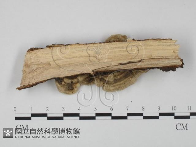 登錄號:F0009173藏品圖，第4張