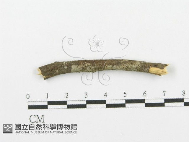 登錄號:F0000073藏品圖，第4張