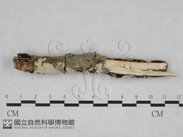 登錄號:F0025073藏品圖，第4張