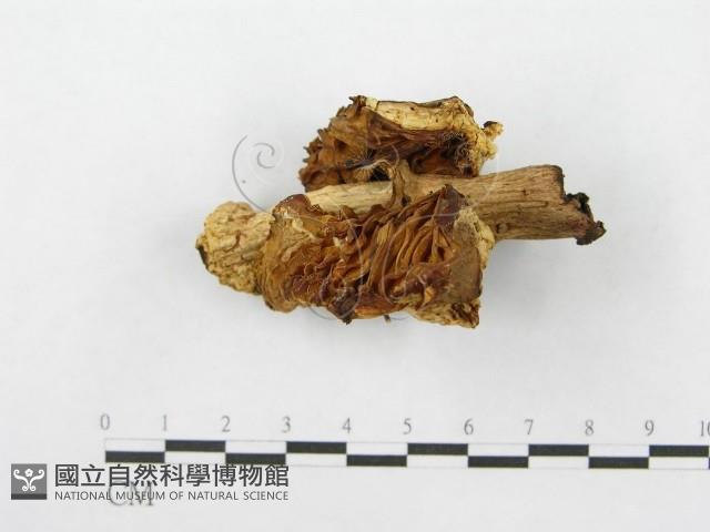 鵝膏屬藏品圖，第4張