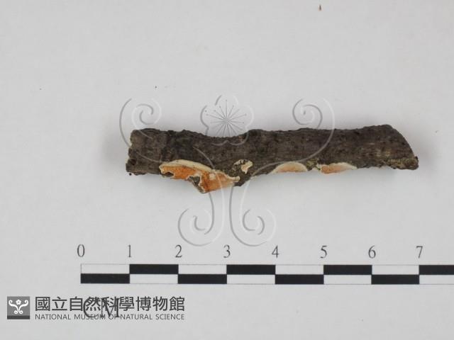 登錄號:F0015373藏品圖，第4張