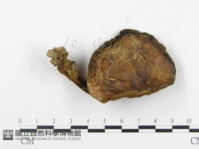 登錄號:F0003373藏品圖，第4張