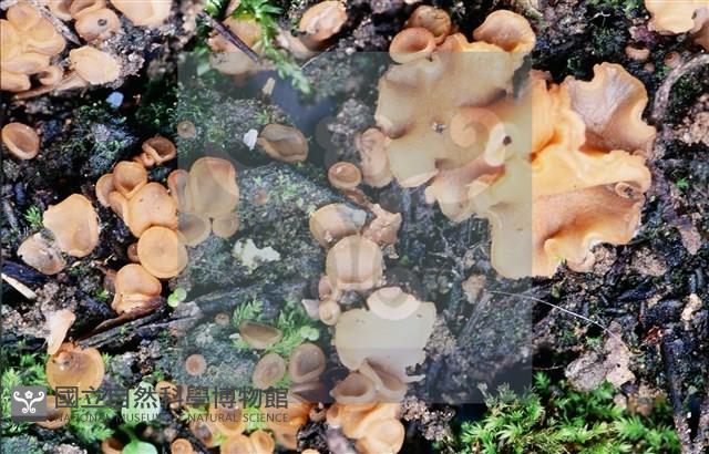 登錄號:F0012872藏品圖，第15張