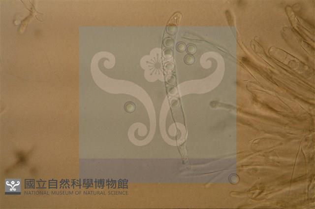 Accession Number:F0012872 Collection Image, Figure 5, Total 11 Figures