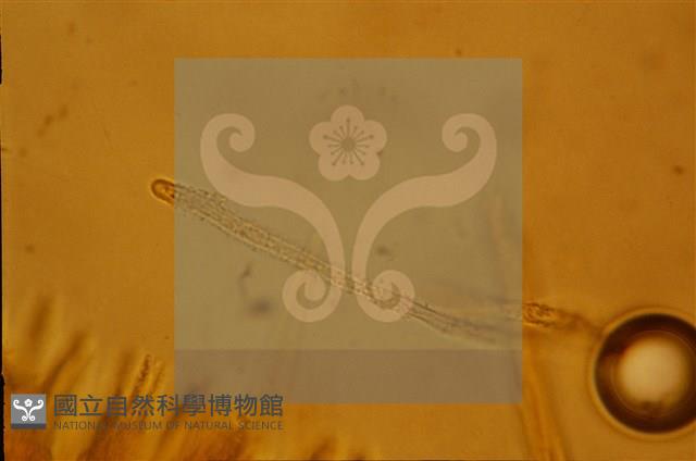 登錄號:F0012873藏品圖，第6張