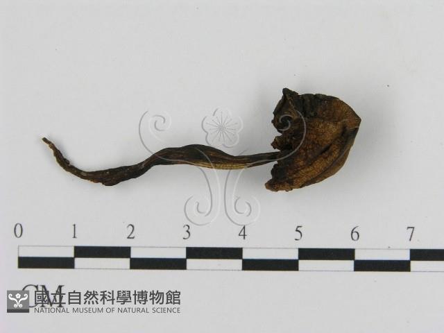 登錄號:F0020268藏品圖，第3張