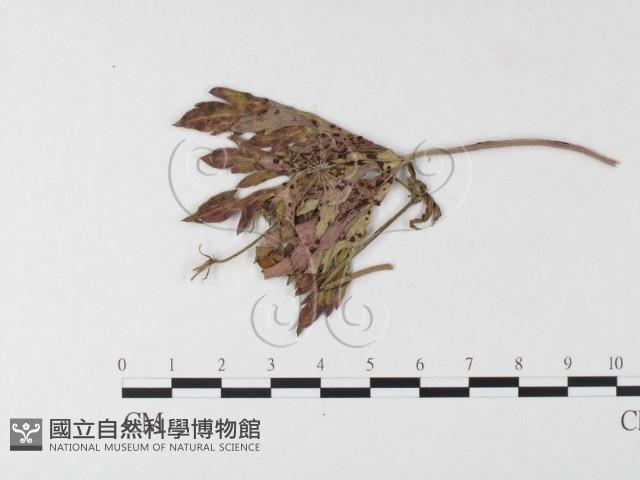 登錄號:F0026268藏品圖，第1張