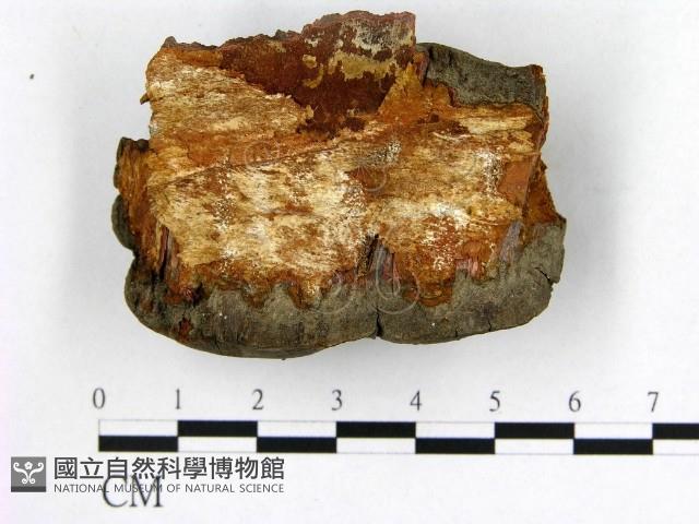 登錄號:F0006268藏品圖，第3張