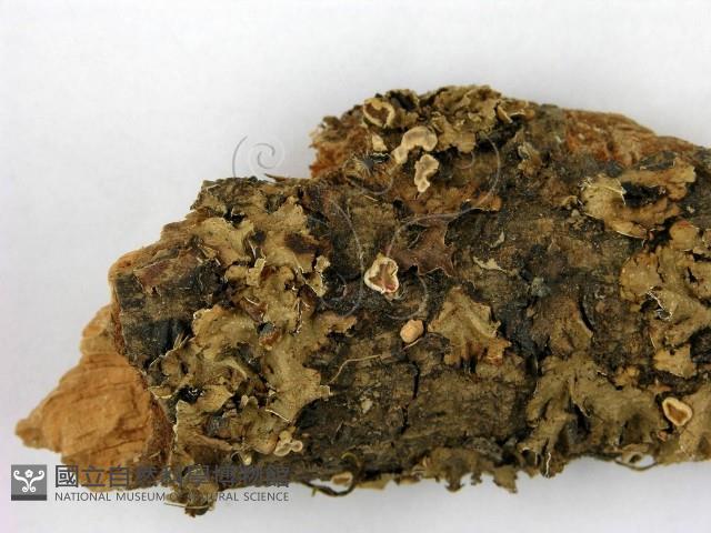 登錄號:F0001268藏品圖，第3張